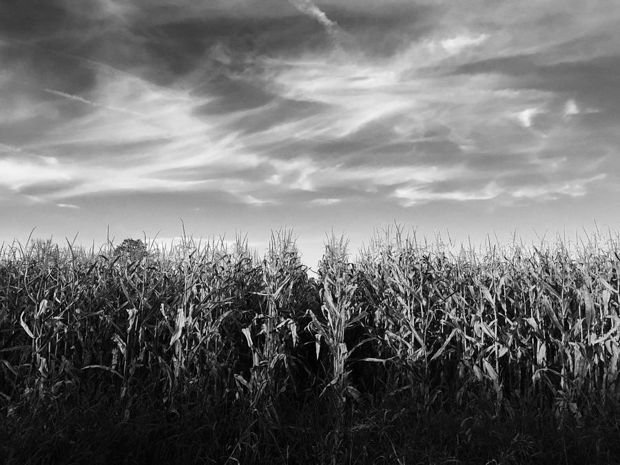 Autumn in Black and White Photograph by Michael Swartz - Fine Art America