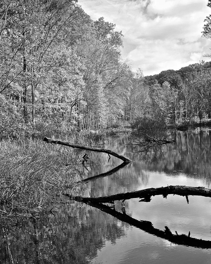 Autumn In Black And White Photograph By Frozen In Time Fine Art 