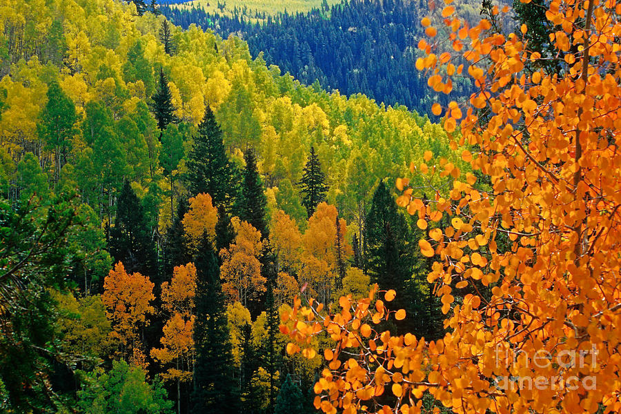 Fall Photograph - Autumn In Colorado by Richard and Ellen Thane