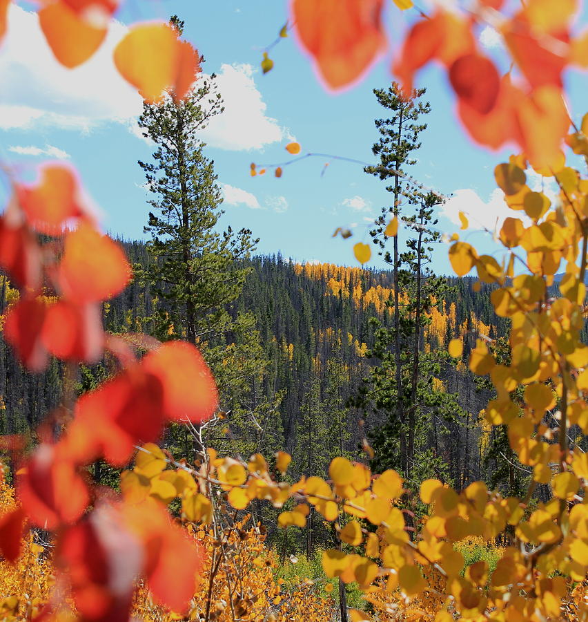 Autumn In Colorado Photograph by Trent Mallett