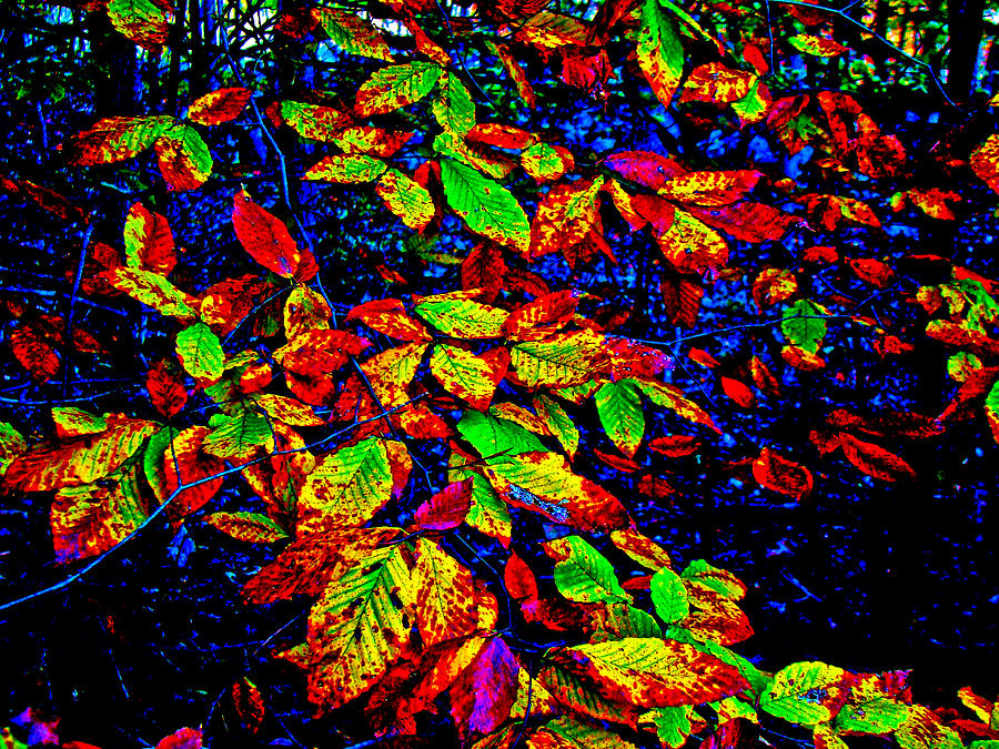 Autumn In Extremis Photograph by Carol Senske
