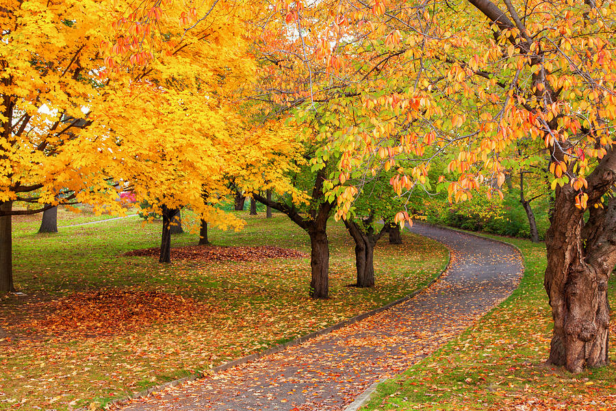 Autumn in High Park Photograph by India Blue photos - Fine Art America