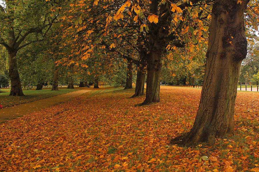 Hyde Park Photograph - Autumn in Hyde Park by Musa GULEC