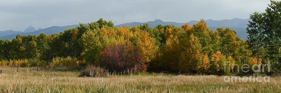 Fall Photograph - Autumn in Idaho by Heather Coen