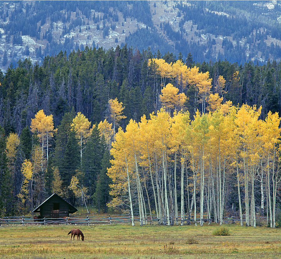 1M9359-Autumn in Jackson Hole Ranch Country Photograph by Ed  Cooper Photography