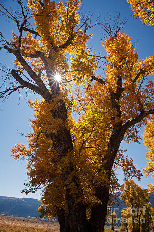 Autumn in Lamar Valley in Yellowstone National Park Photograph by Fred Stearns