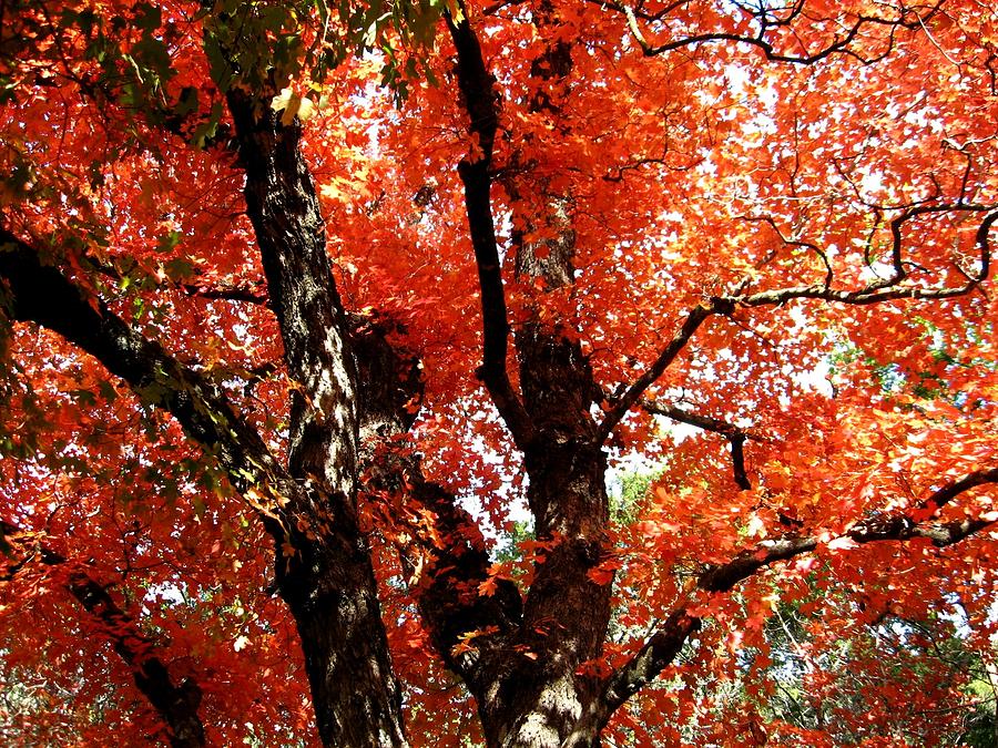 Autumn In Lost Maples Park Photograph by Mike Witte - Fine Art America