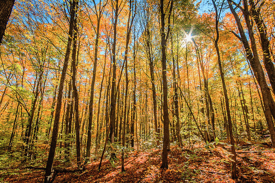 Autumn In Michigan Photograph by Joshua Bozarth