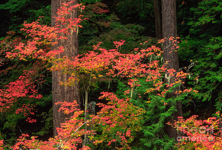 Fall Photograph - Autumn in Mount Rainier Forest by Inge Johnsson