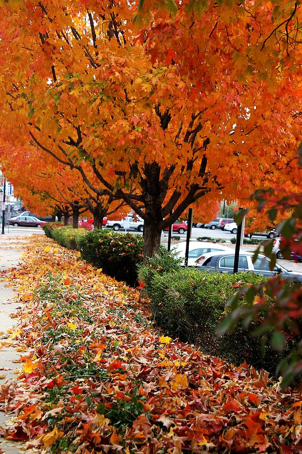 Autumn in Nashville Photograph by Alina Skye - Fine Art America