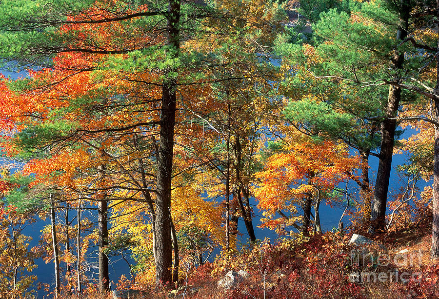 Autumn in New Jersey Photograph by Michael P Gadomski