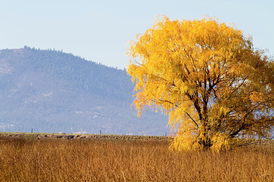 Autumn In Oregon, Usa Photograph by Mark Miller Photos