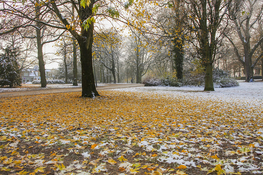 Autumn in park with snow Photograph by Patricia Hofmeester