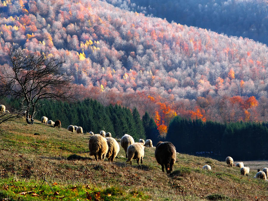 Autumn in Romanian Mountains Photograph by Daliana Pacuraru