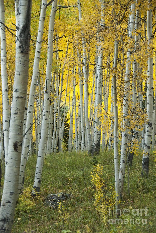 Colorado Rockies Photograph - Autumn in the Aspen Grove by Juli Scalzi