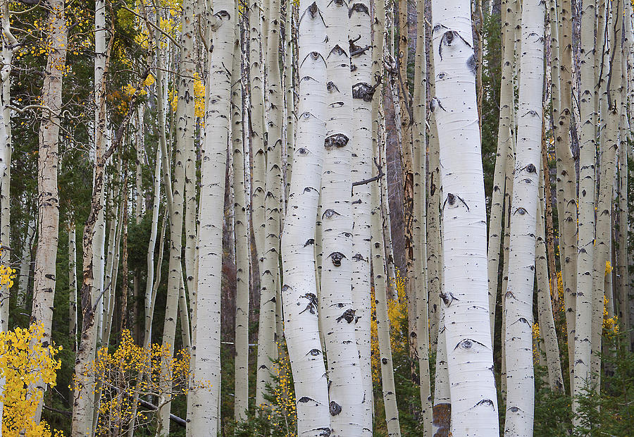 Autumn in the Aspens Photograph by Ruth Jolly