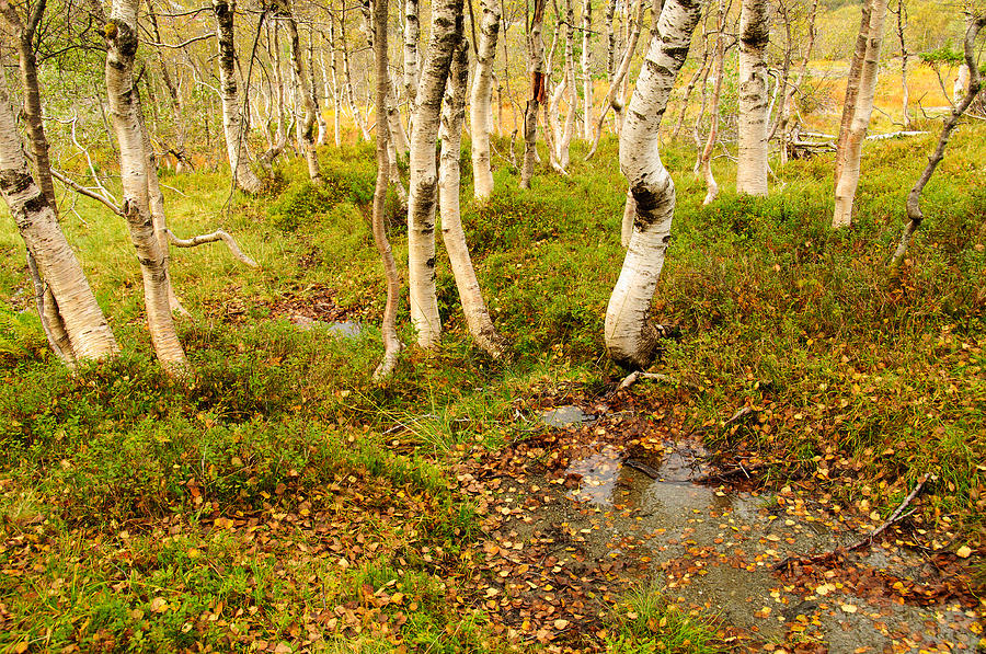 Fall Photograph - Autumn in the birch forest by Gry Thunes