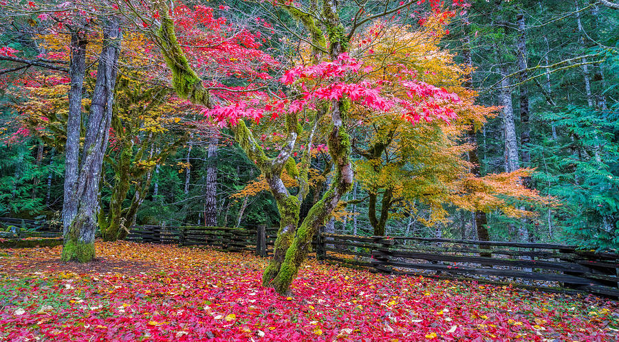 Autumn in the Cascade Forest Photograph by Ken Stanback