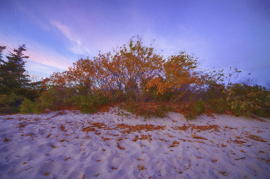 Autumn in the Dunes Photograph by Kate Hannon