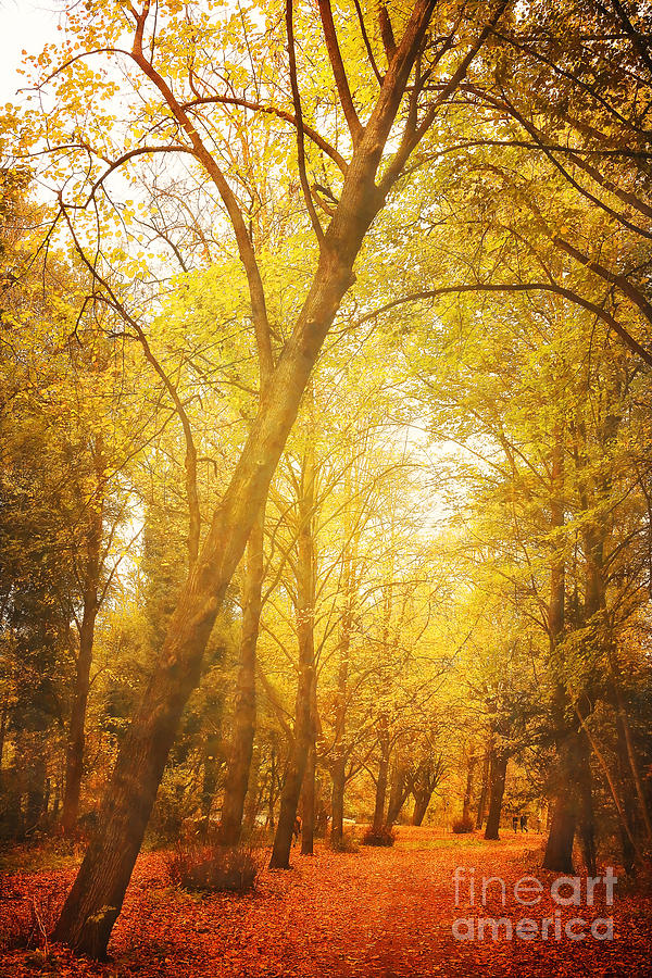 Autumn In The Forest Photograph