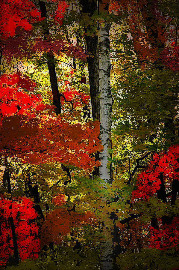 Autumn in the forest Photograph by Patrick Boening