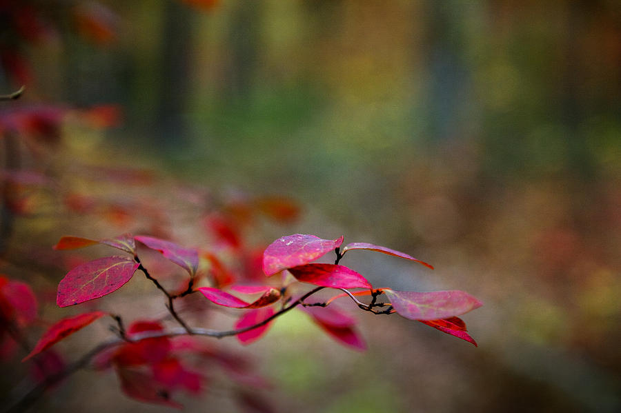 Autumn in the forest Photograph by Steve Gravano