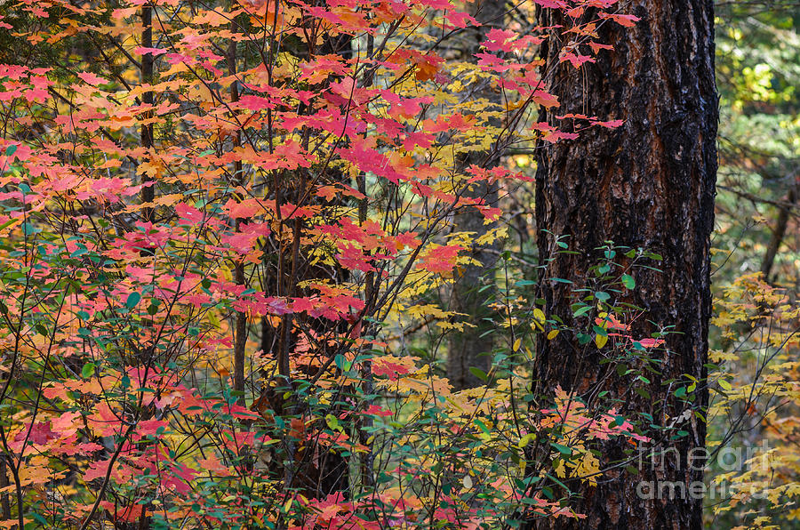 Array of Autumn Color Photograph by Tamara Becker
