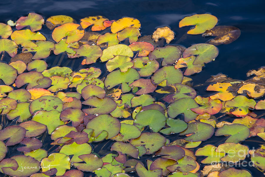 Autumn in the Lily Pond Photograph by Joanne West