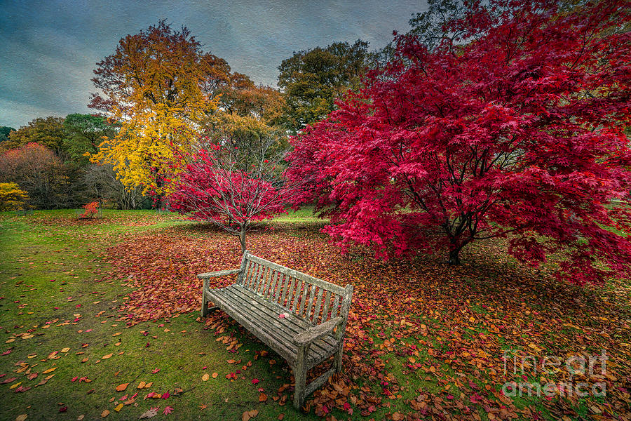 Fall Photograph - Autumn in the Park by Adrian Evans