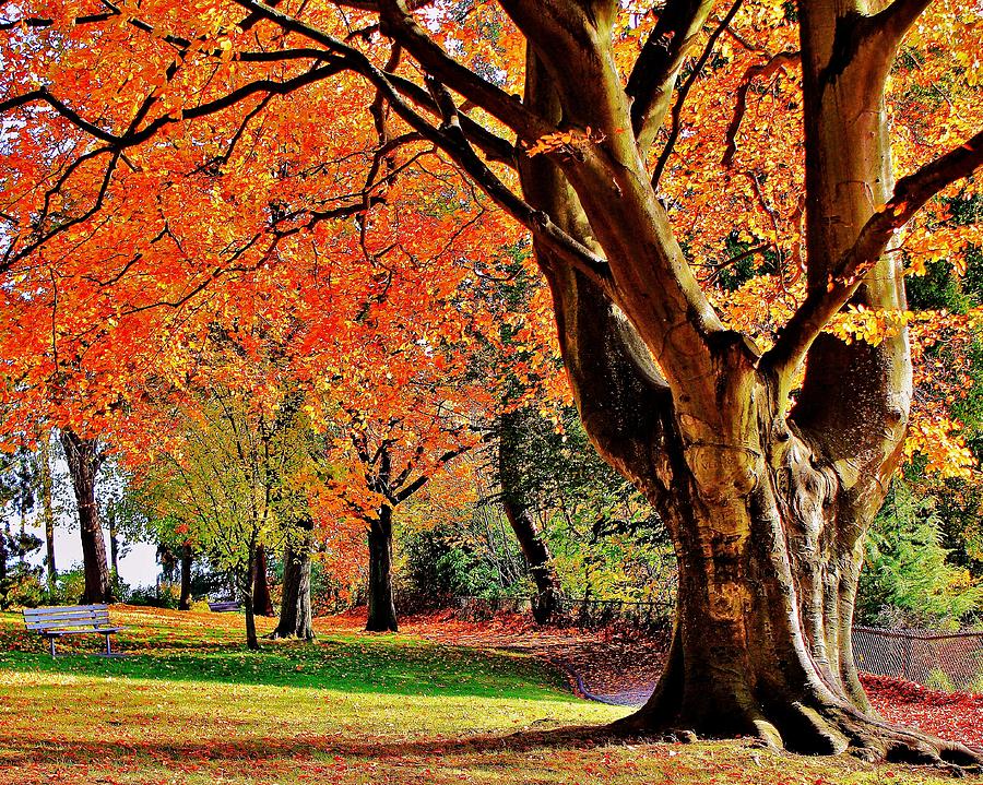 Autumn in the Park Photograph by Benjamin Yeager