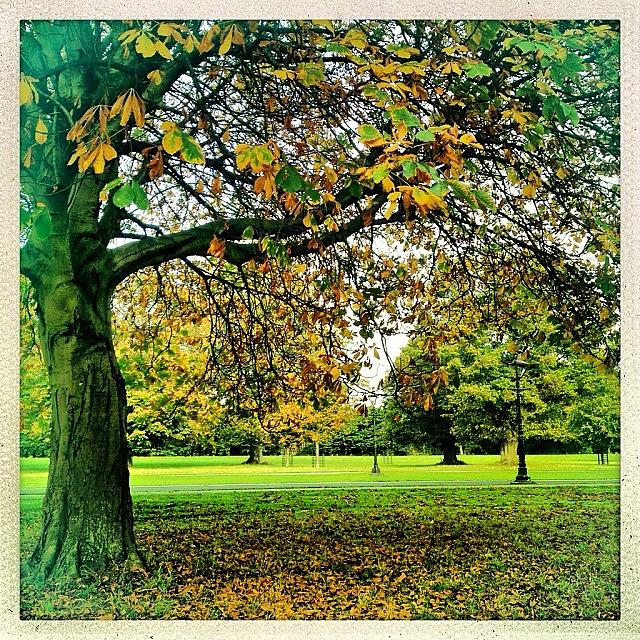 Fall Photograph - #autumn In The Park. #dublin by David Lynch