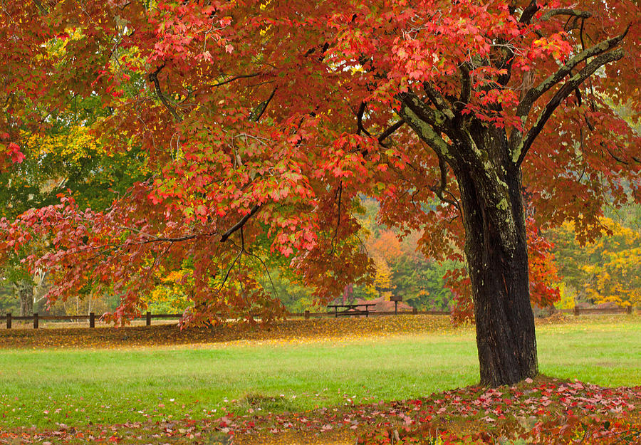 Fall Photograph - Autumn In The Park by Karol Livote