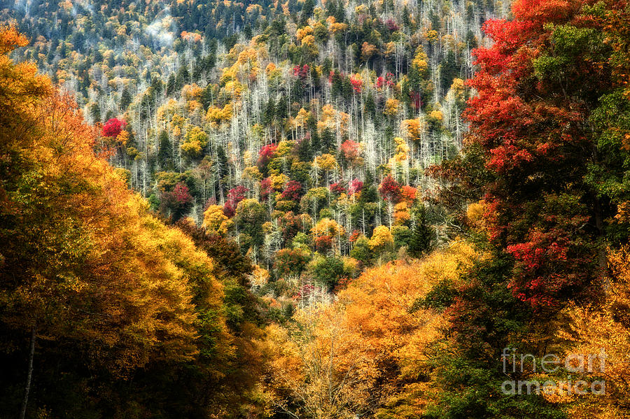 Autumn in the Smokies Photograph by Deborah Scannell