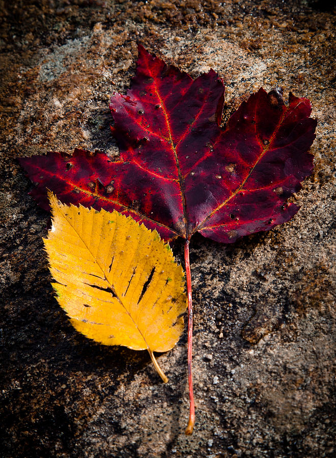 Autumn in the Spotlight Photograph by David Patterson