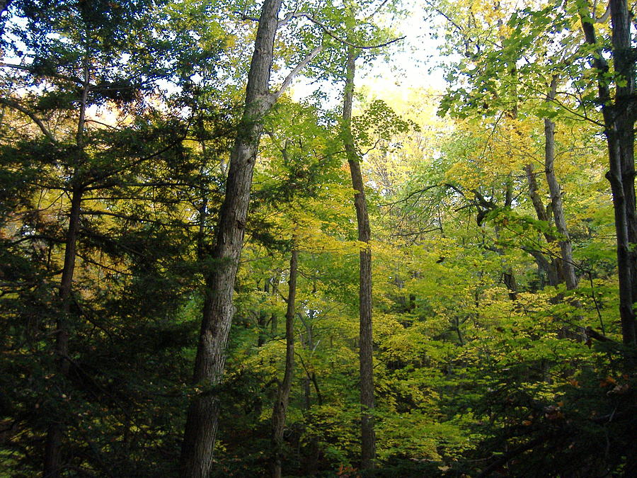 Autumn Trees Photograph - Autumn In The Trees by Elisabeth Ann Autumn Trees Photograph - Autumn In The Trees by Elisabeth Ann