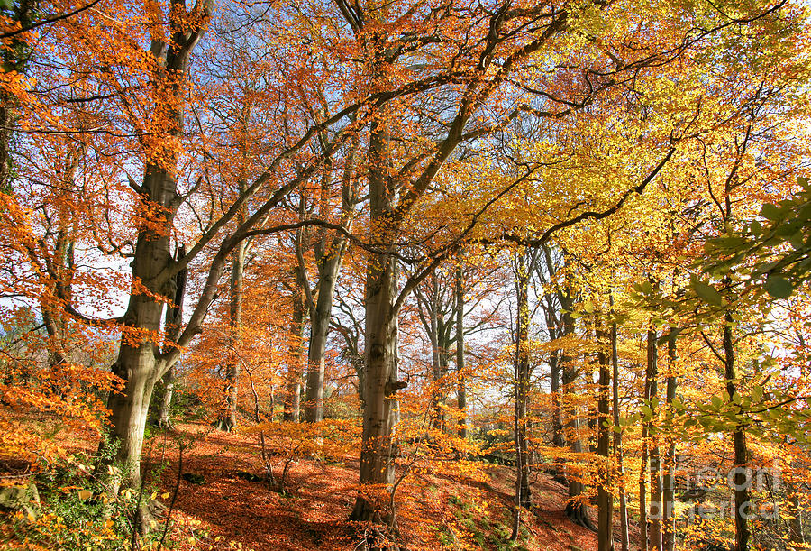 Autumn In The Wood Photograph by David Birchall