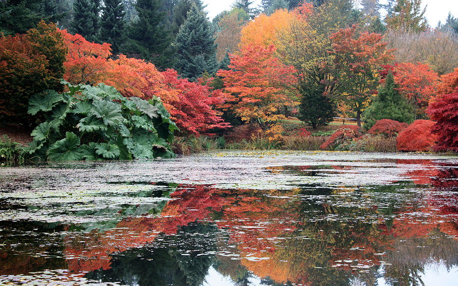 Autumn in VanDusen Botanical Garden Photograph by Gerry Bates