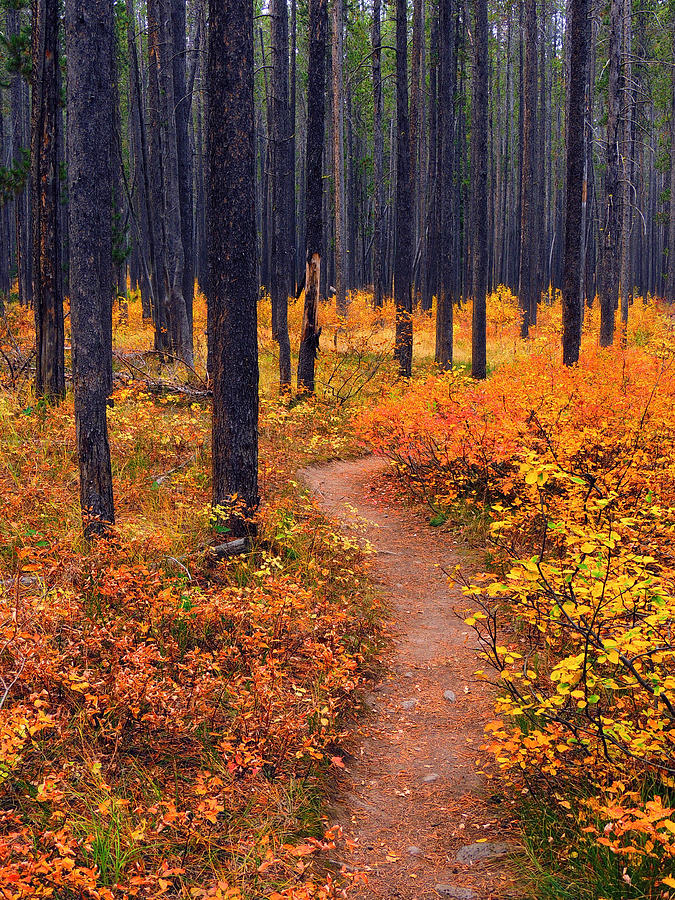 Autumn in Yellowstone Photograph by Raymond Salani III