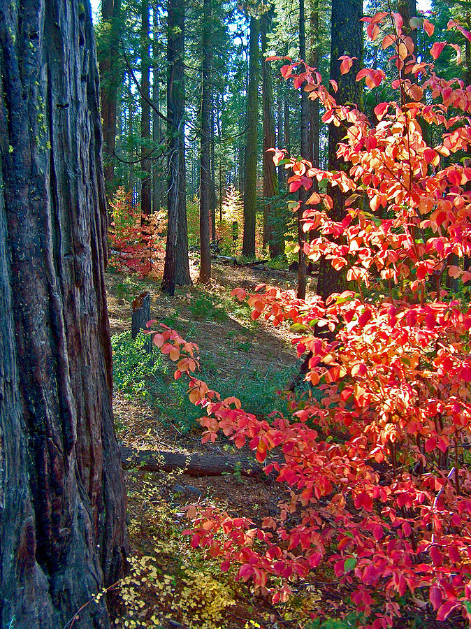 Autumn in Yosemite Forest in Yosemite National Park, California Photograph by Ruth Hager