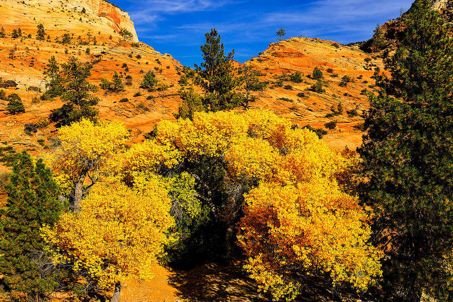 Zion National Park Photograph - Autumn in Zion by Greg Norrell