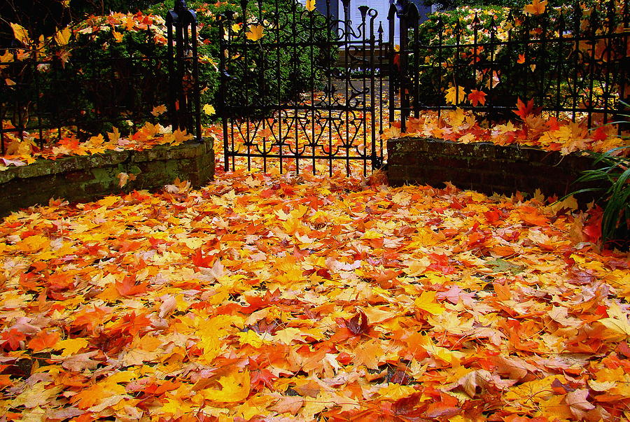 Still Life Photograph - Autumn Intensity 3 by Rodney Lee Williams