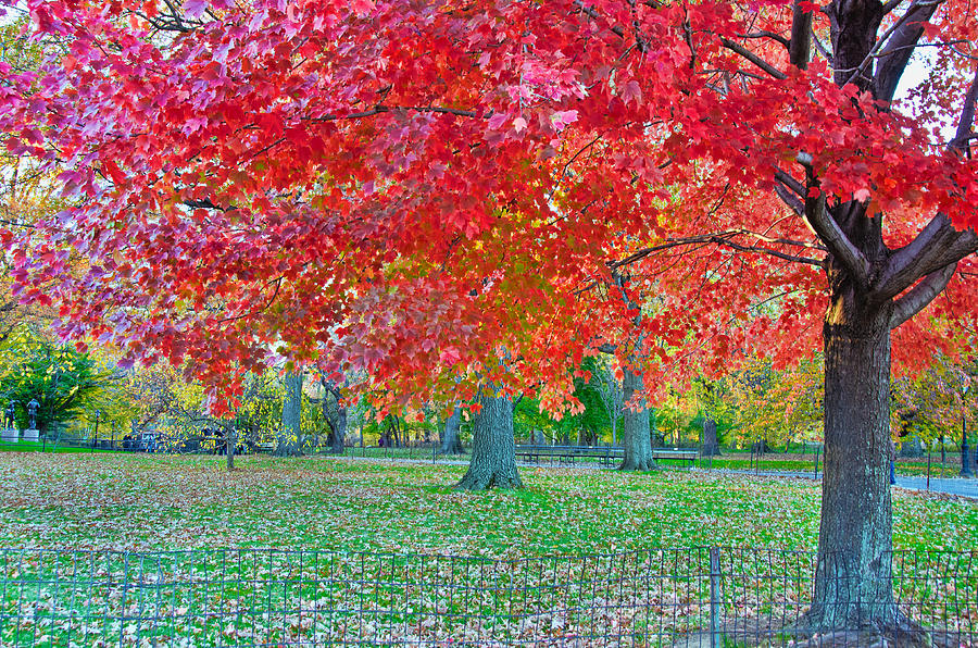 Autumn in Central Park Photograph by Barbara Manis