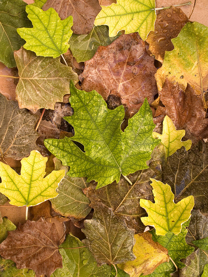 autumn is coming 5 - A carpet of autumn color leaves  Photograph by Pedro Cardona Llambias