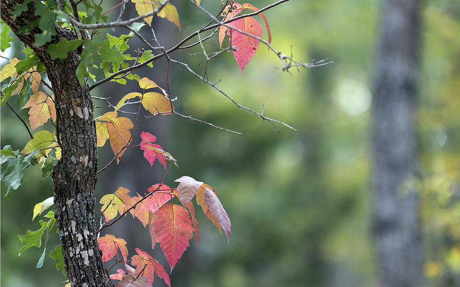 Fall Photograph - Autumn Ivy 2 by Mark McKinney