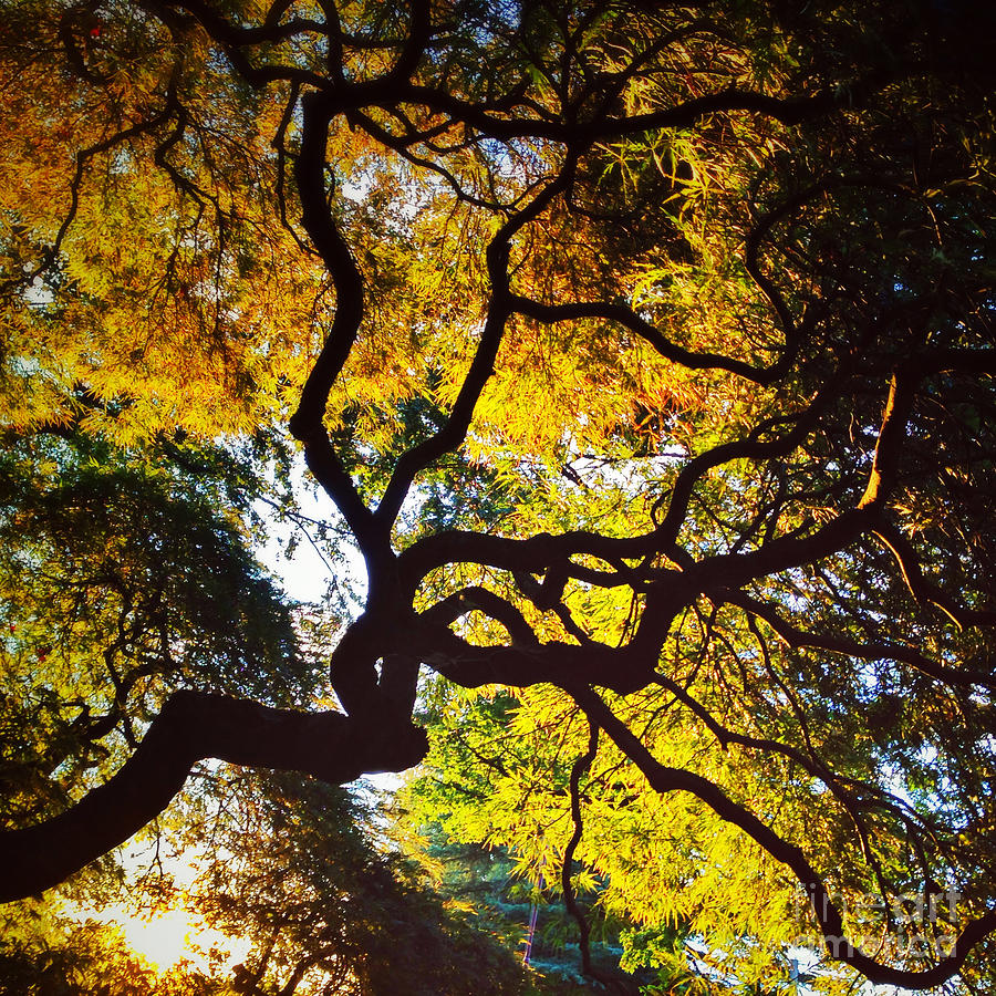 Fall Photograph - Autumn Japanese Maple by Andrea Gingerich