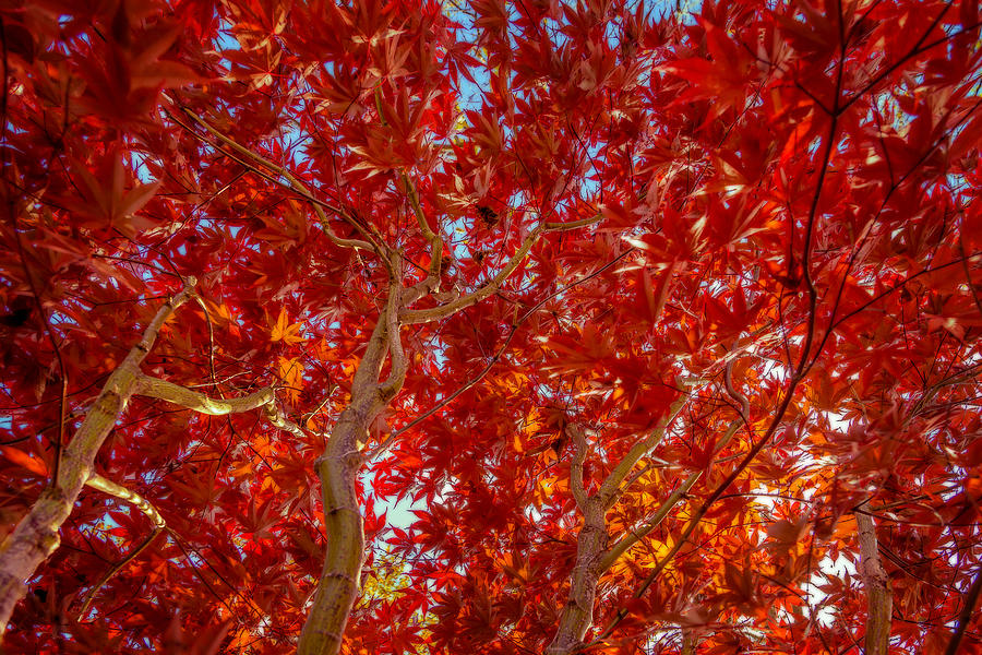 Autumn Japanese Maple Photograph by Chris Bordeleau