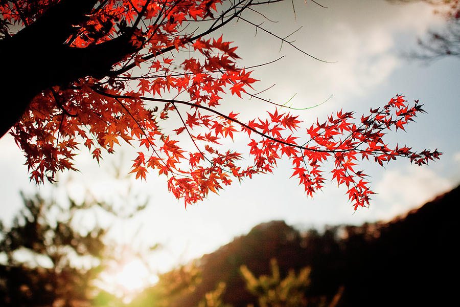 Autumn Photograph by Jdphotography
