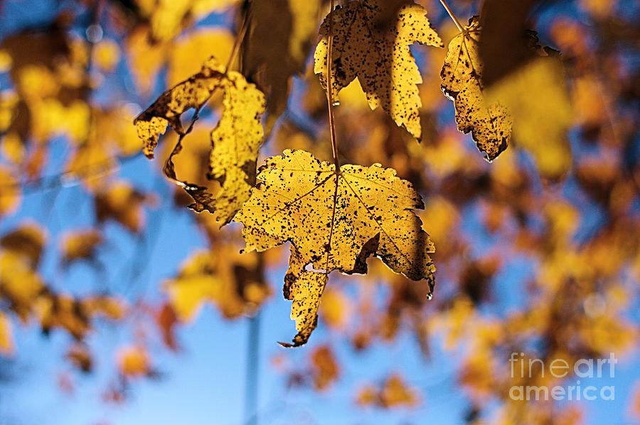 Autumn Joy Photograph by Stan Reckard
