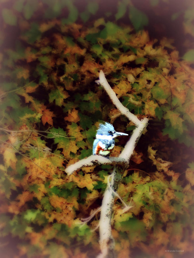 Autumn Kingfisher Photograph by Dark Whimsy