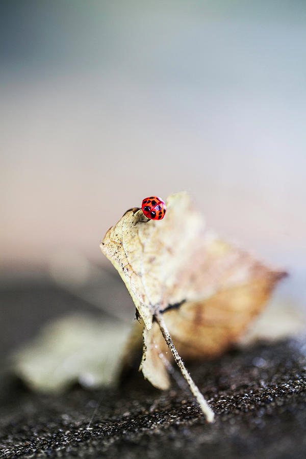 Autumn Ladybird Photograph by Iselin Valvik Photography